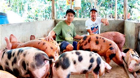 Alagang Baboy .